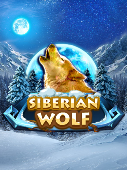 Siberian Wolf